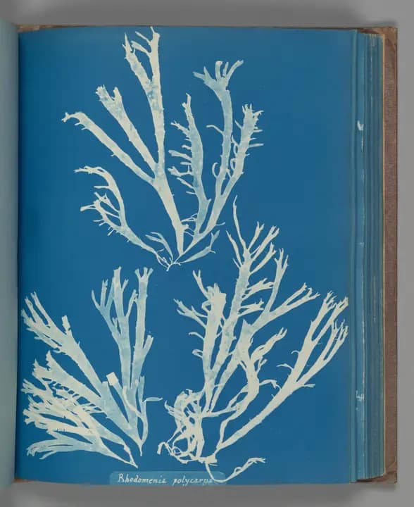 Algae laid on cyanotype paper, about 1853